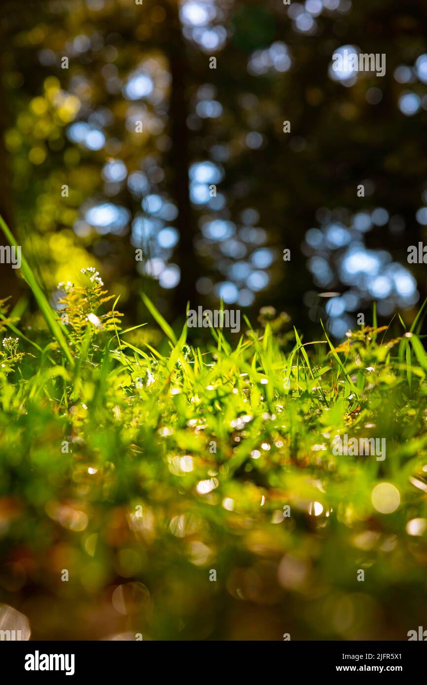 Entkochte Gräser vom Boden aus. Natur oder Umwelt oder Carbon net Zero Concept Foto. Stockfoto