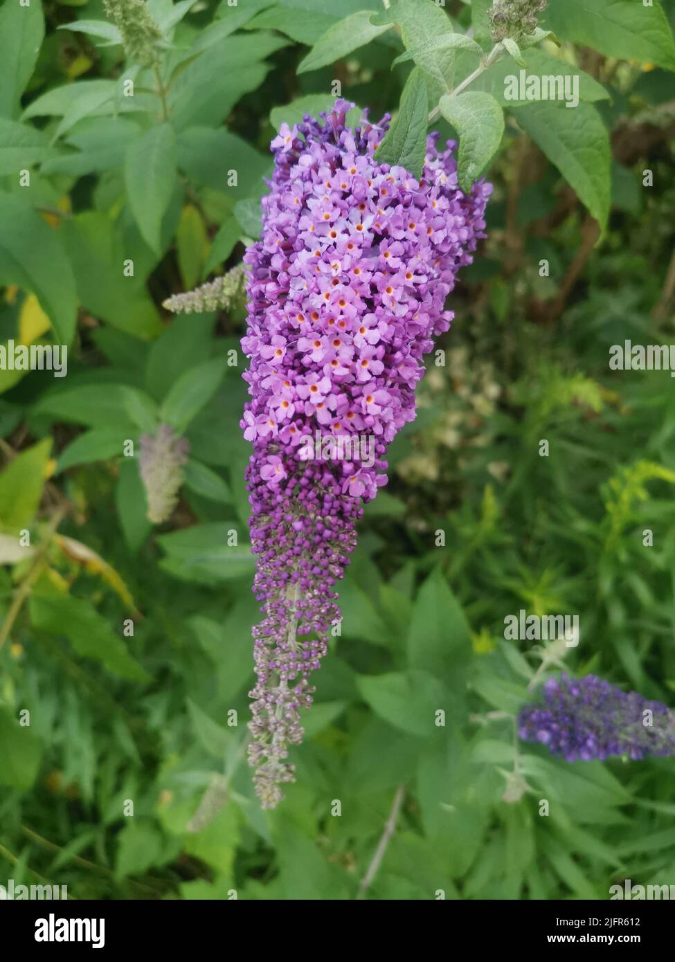 Vertikales Bild des Buddleiah-Busches mit kleinen blass-violetten Blüten Stockfoto