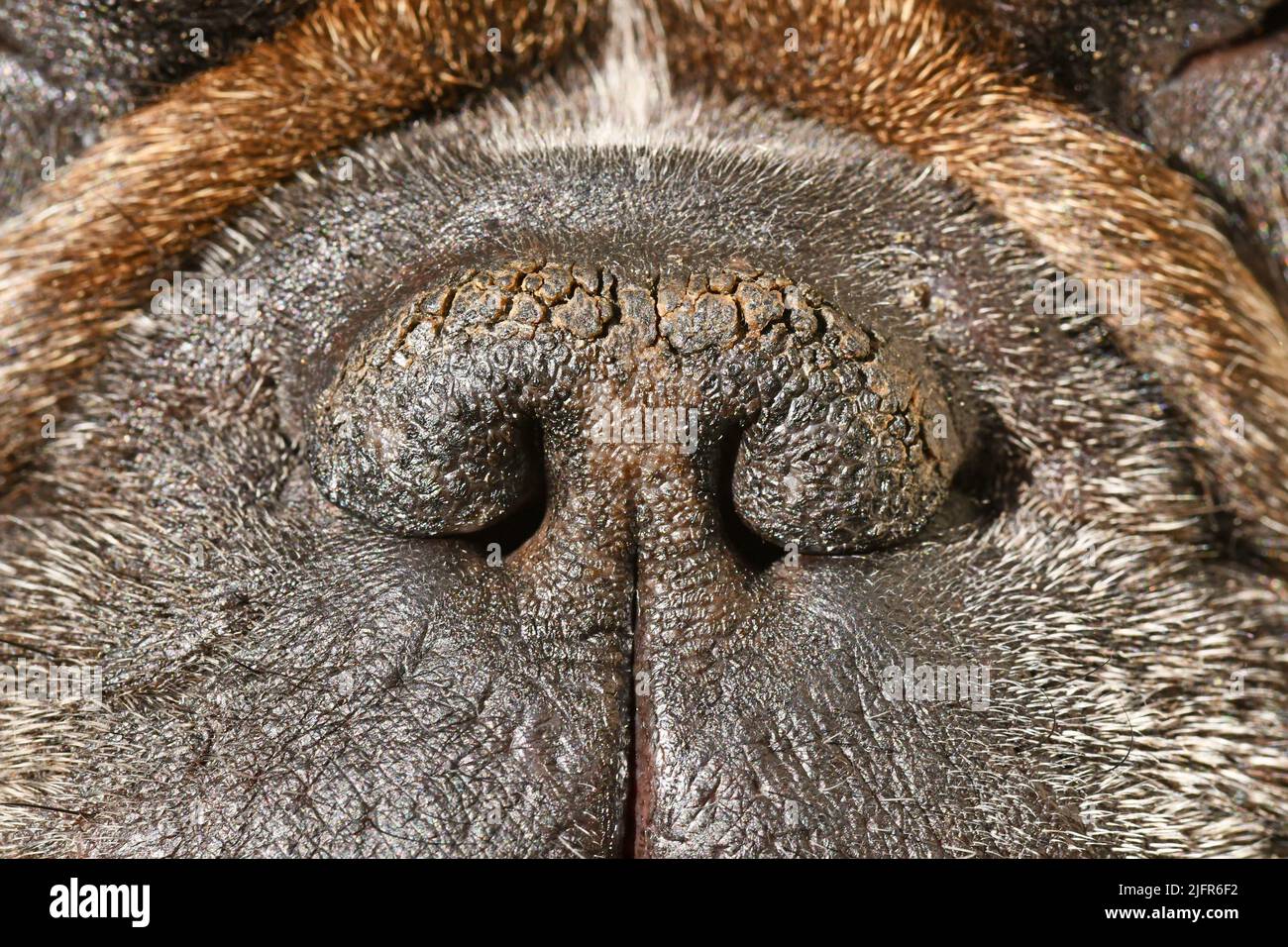 Trockene brachycepalische Hundenase mit schmalen Nasenlöchern eines französischen Bulldoggen Stockfoto