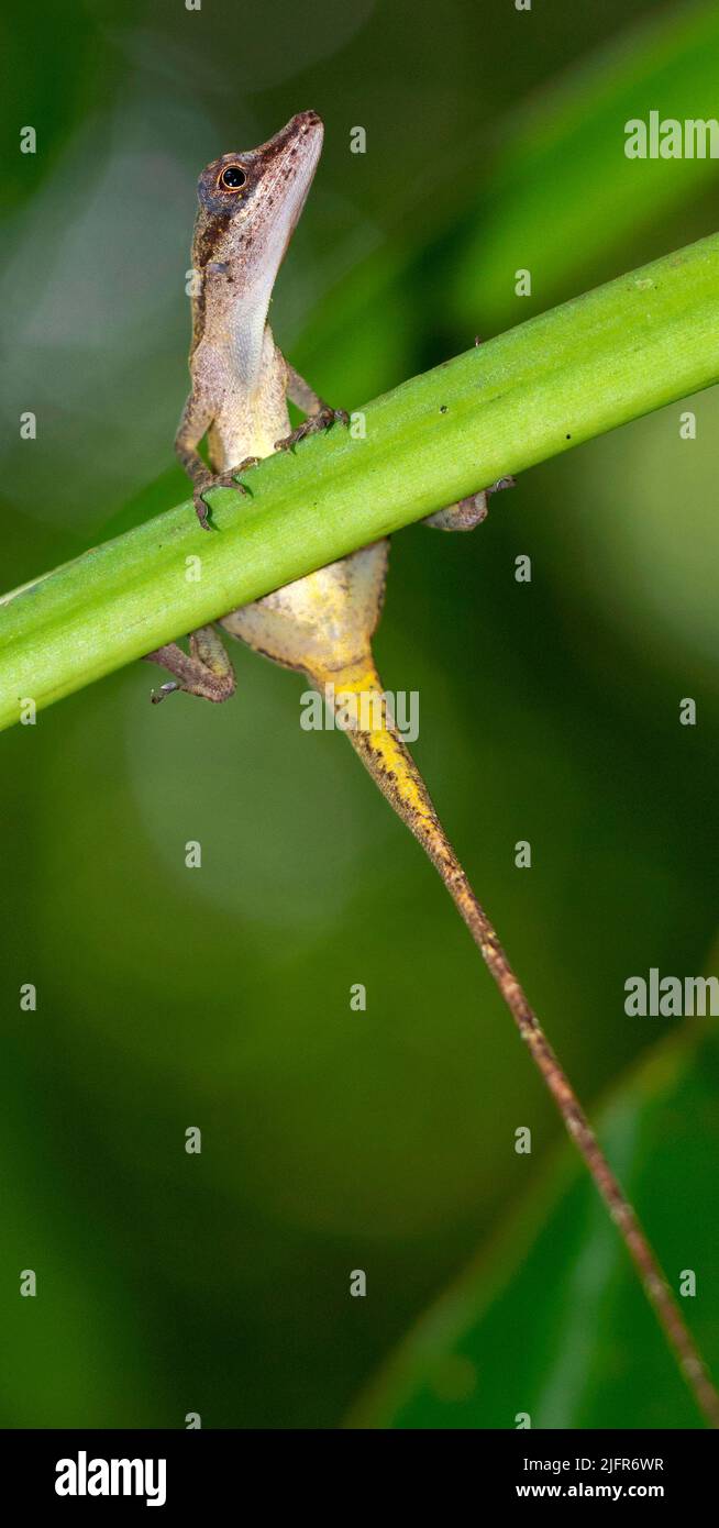 Anolis, Anole Lizard, tropischer Regenwald, Marino Ballena Nationalpark, Uvita de Osa, Puntarenas, Costa Rica, Mittelamerika, Amerika Stockfoto