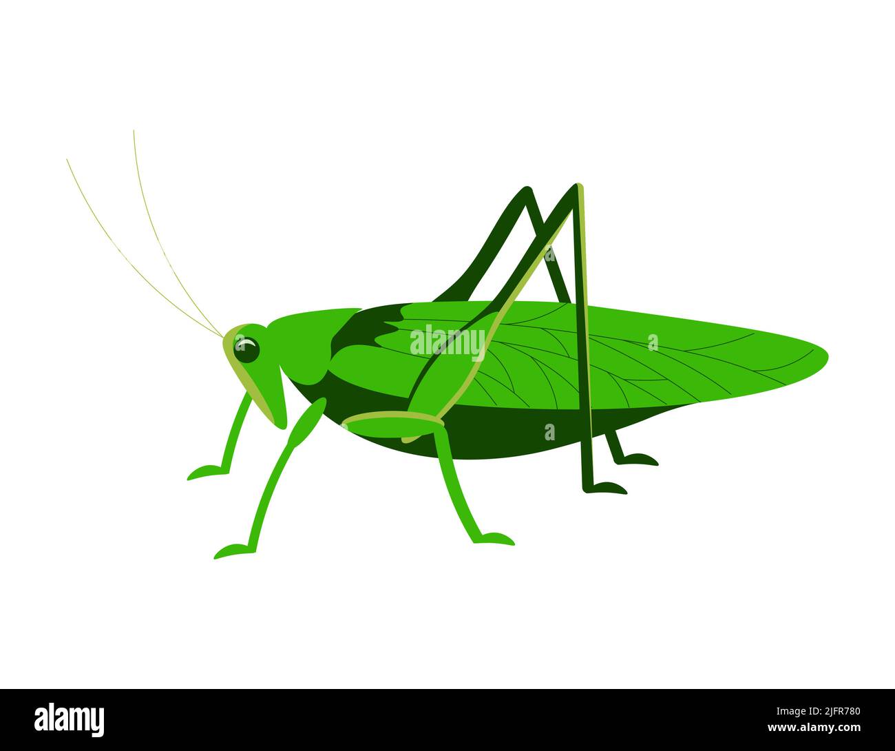 Grüne Heuschrecke Seitenansicht isoliert auf weißem Hintergrund. Flache Grafik Als Vektorgrafik Stock Vektor