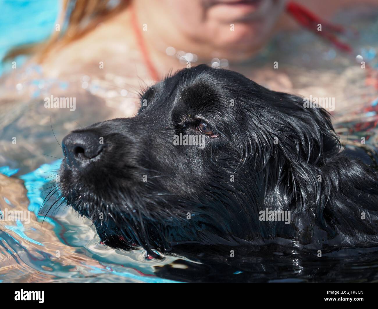 Elf Monate alter englischer Cocker Spaniel Welpe im Pool Stockfoto