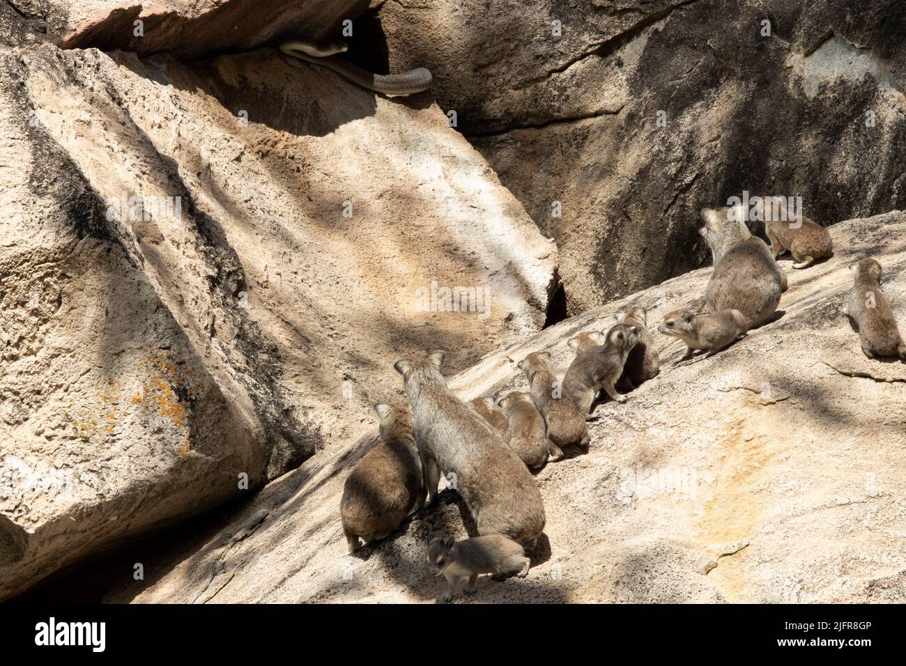 Eine Kreche von Bush Hyrax ist in extremer Alarmbereitschaft, als eine schwarze Mamma versucht, einen Jungen zu fangen. Diese schnellen und aggressiven Raubtiere sind bei Tageslicht aktiv Stockfoto