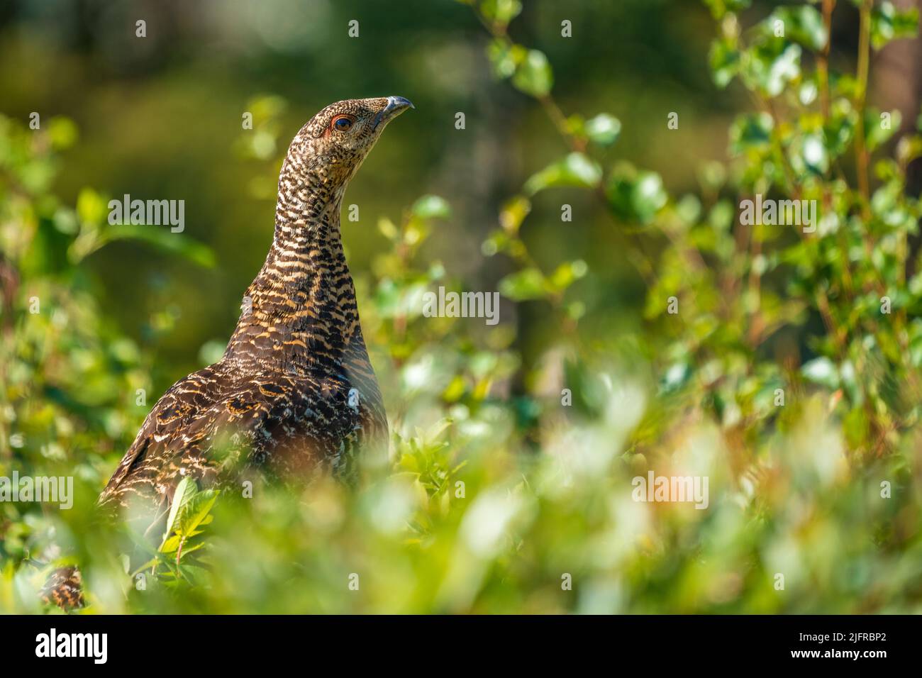 Weibliche Auerhahn, Tetrao urogallus, im Nationalpark Stora sjöfallet, Schwedisch Lappland, Schweden Stockfoto