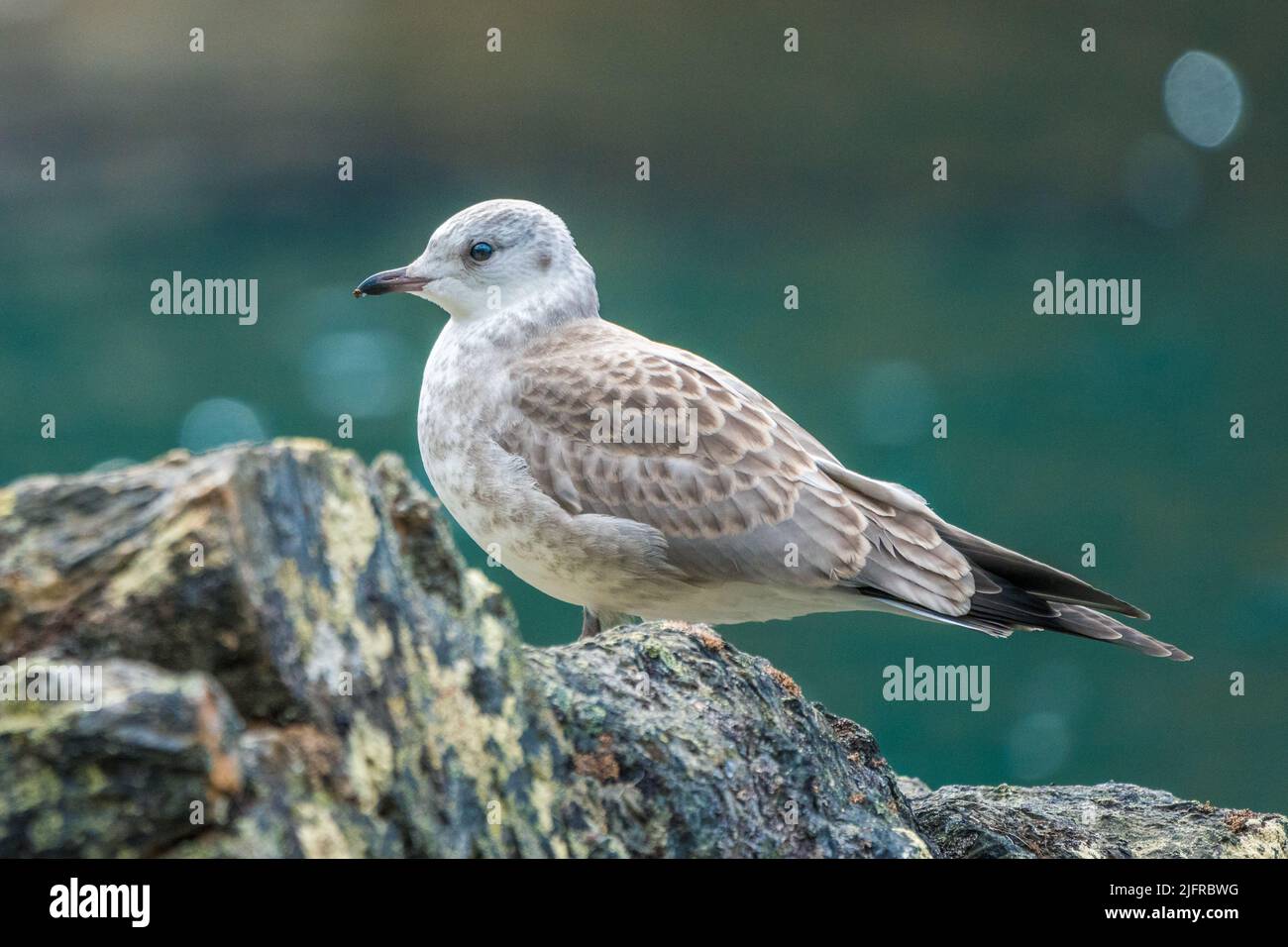 Jungmöwe, Larus canus bei Rissajaure in Schwedisch Lappland, Schweden Stockfoto