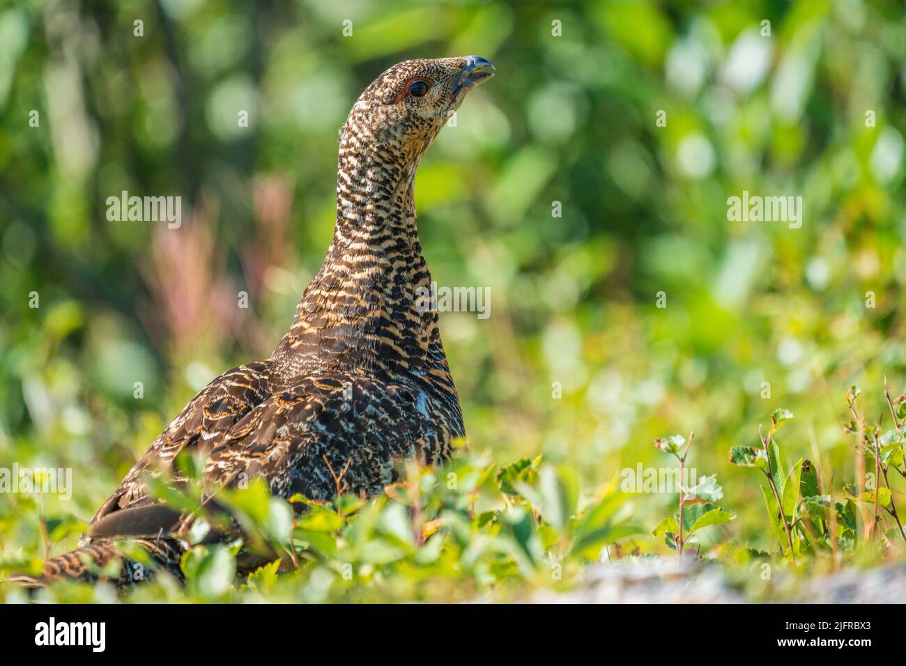 Weibliche Auerhahn, Tetrao urogallus, im Nationalpark Stora sjöfallet, Schwedisch Lappland, Schweden Stockfoto