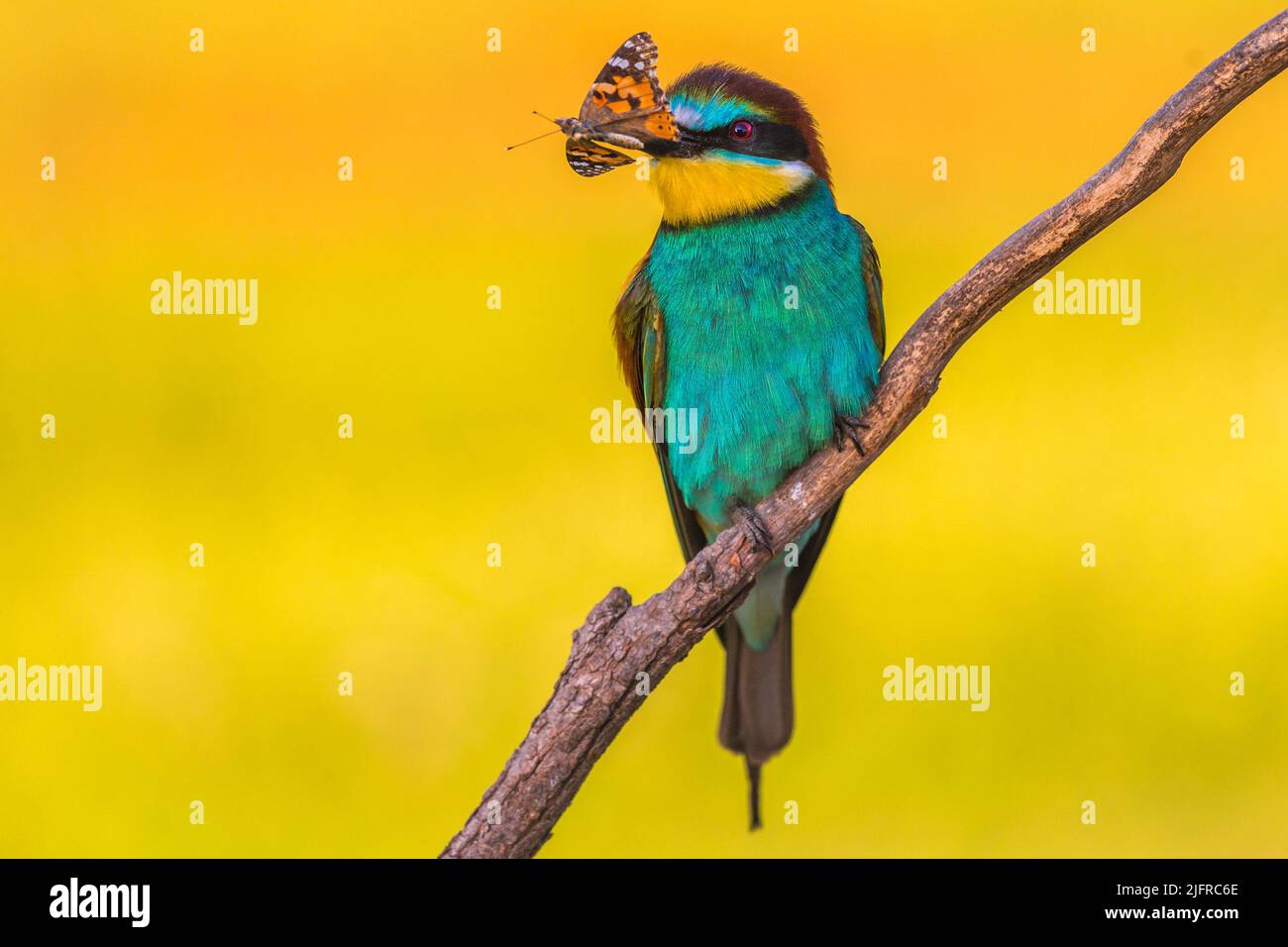 Europäischer Bienenfresser, Merops apiaster sitzt auf einem Ast und hat einen vanessa cardui-Schmetterling im Schnabel, Csongrad, Ungarn Stockfoto
