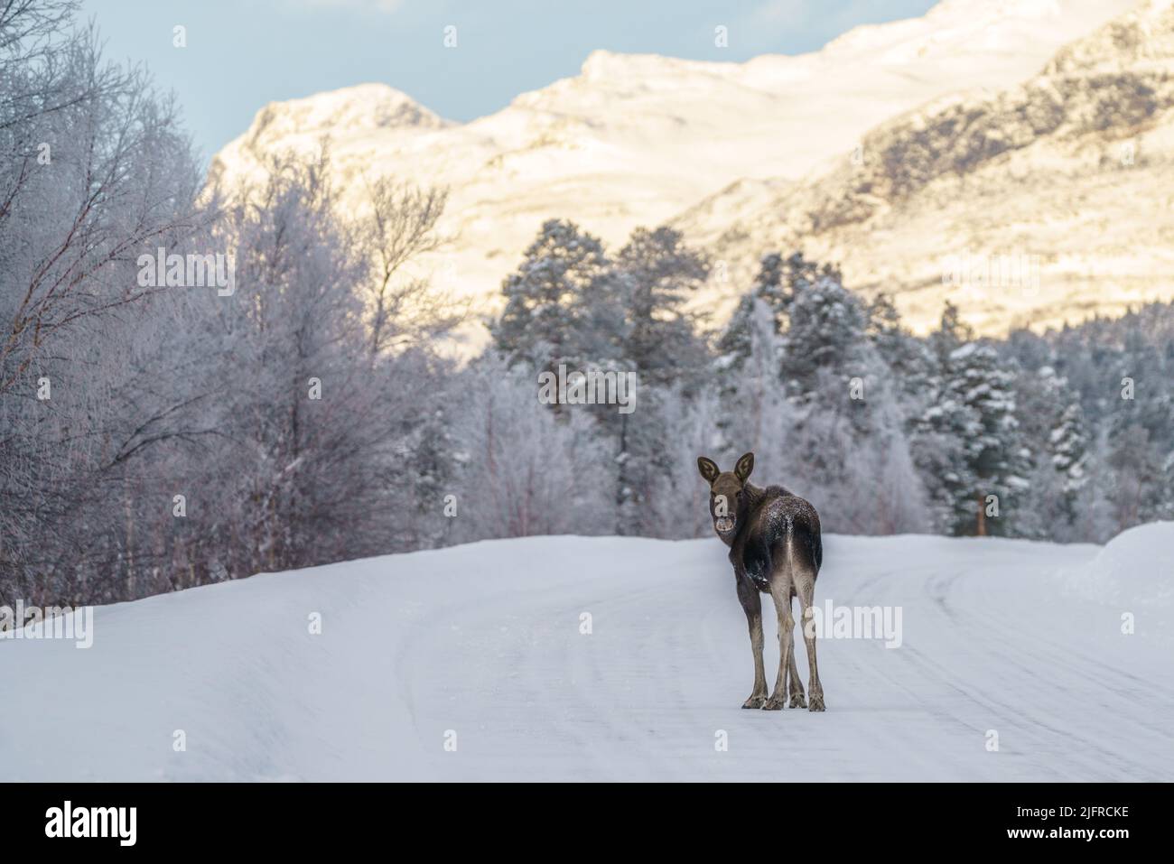 Junge Elche, Alces alces, stehend auf der Straße, die in Richtung Kamera, Wintersaison mit viel Schnee und Berg im Hintergrund, Stora sjöfallet n Stockfoto