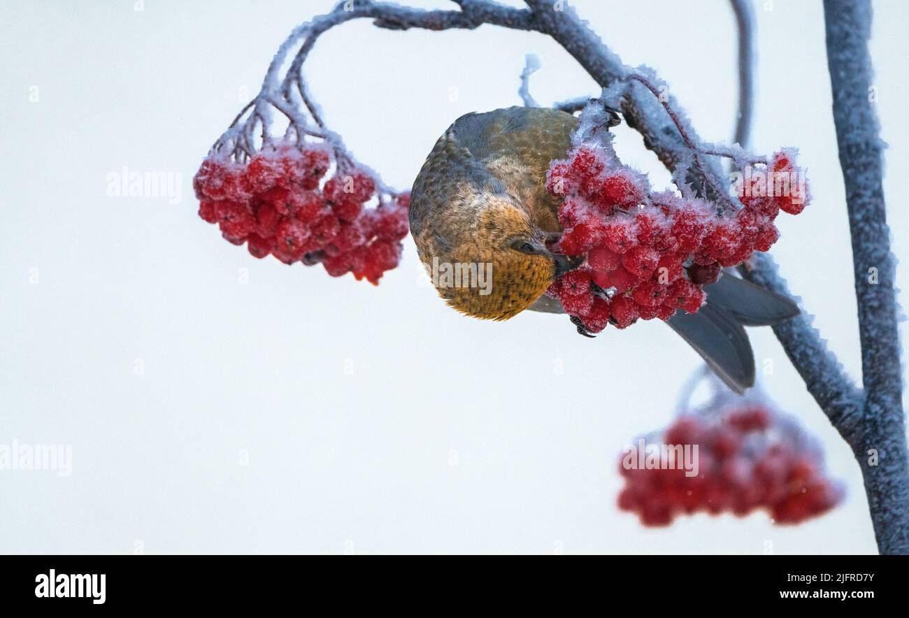 Weibliche Kiefer-Grosbeak, Pinicola Enucleator, sitzend in einem Rowan-Baum, der in der Wintersaison Vogelbeeren frisst, Gällivare, Schwedisch Lappland, Schweden Stockfoto