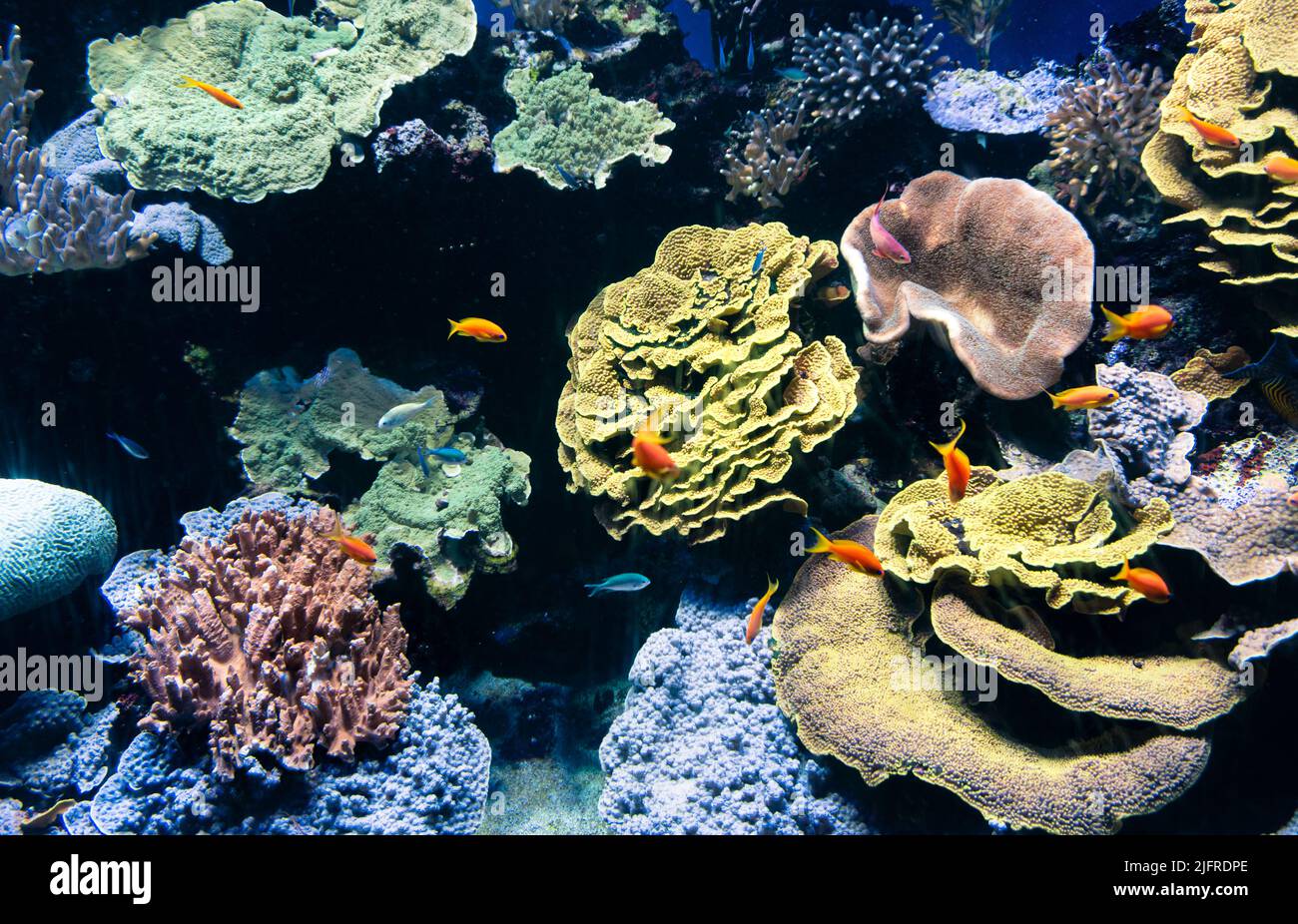 Unterwasserbild mit den schönen Farben und Formen der Korallen. Unterwasserwelt mit vielen bunten Fischen, die entlang der Korallen schwimmen. Stockfoto
