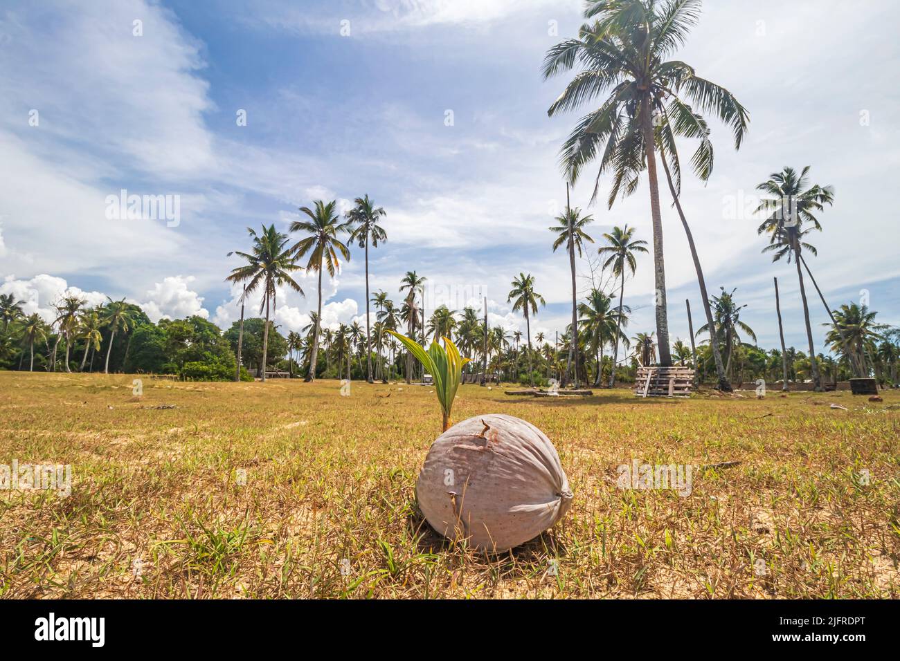 Eine aufgelassene Kokosnussdrupe auf einem verlassenen, getrockneten Grasfeld mit Sprössling, der auf Kampung Jambu Bongkok in Terengganu, Malaysia, aufkeimt. Stockfoto