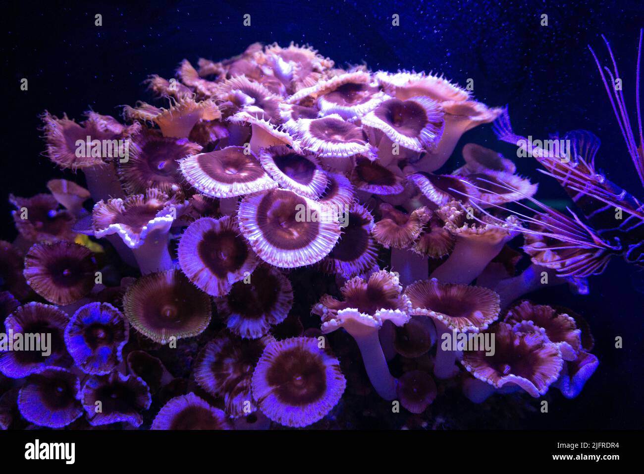 Korallen, die wie ein Bouquet von Pilzen aussehen und auf dem rechten Halbkörperbild eines Löwenfisches Stockfoto