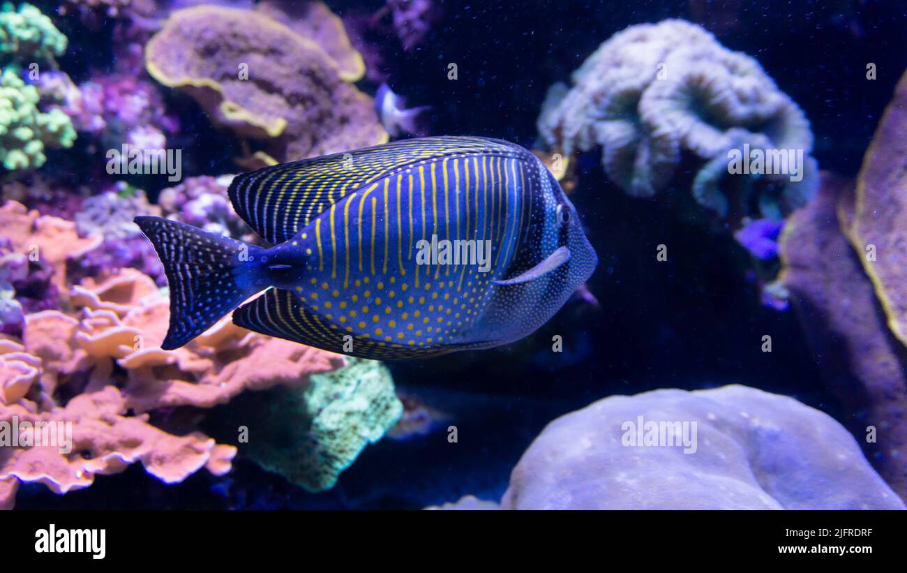 Exotische Salzwasserfische mit breiten blauen und schmalen gelben Streifen vor einem Korallenriff Stockfoto