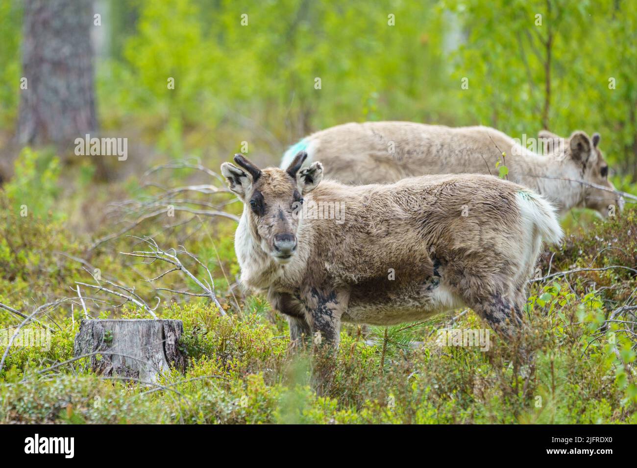 Rentiere, Rangifer tarandus Wandern im Wald auf der Suche nach Nahrung, Gällivare County, Schwedisch Lappland, Schweden Stockfoto