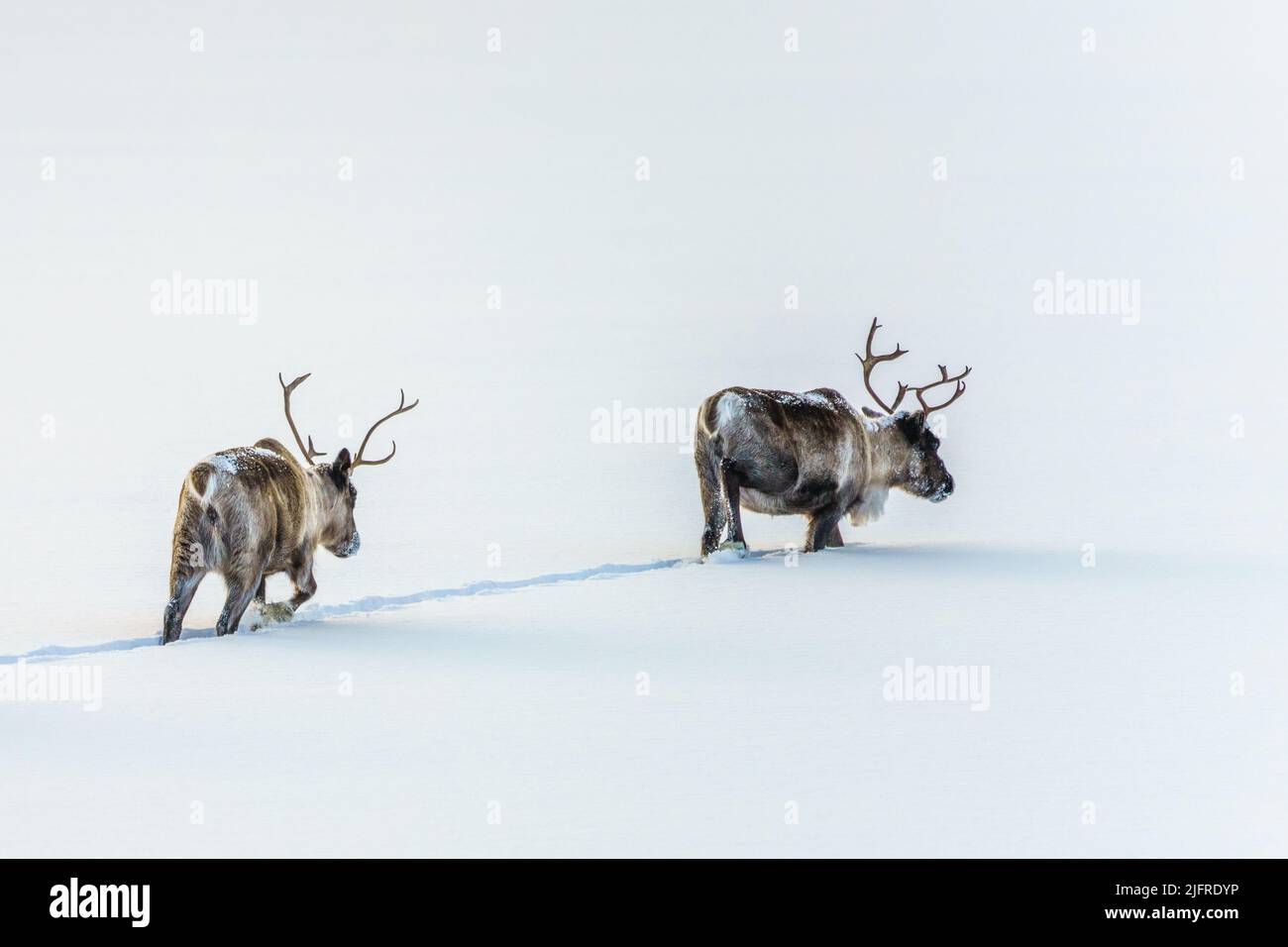 Zwei Rentiere, Rangifer tarandus, im tiefen Schnee spazierend, Kvikkjokk, Schwedisch Lappland, Schweden Stockfoto