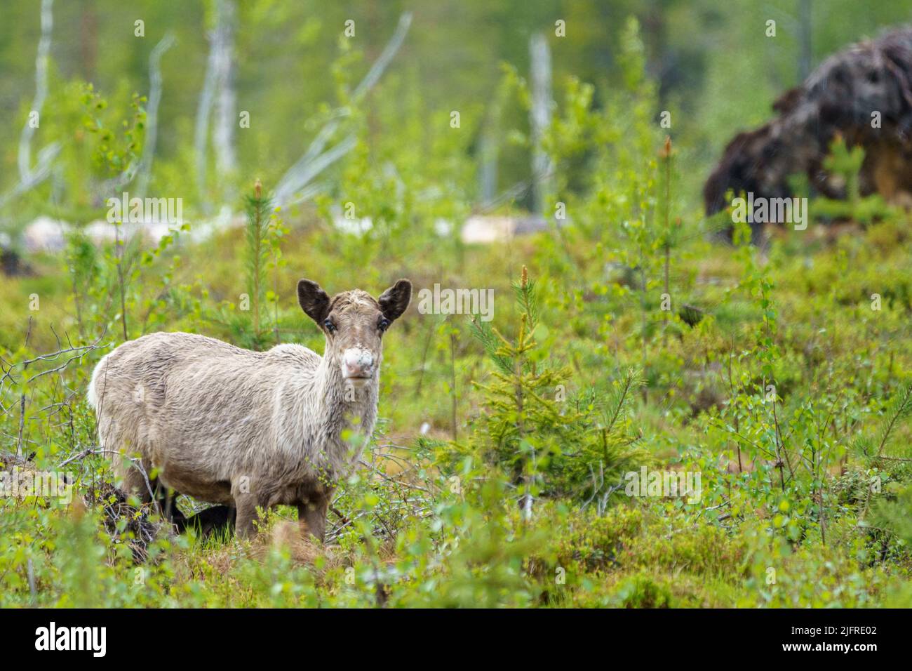 Rentiere, Rangifer tarandus Wandern im Wald auf der Suche nach Nahrung, Gällivare County, Schwedisch Lappland, Schweden Stockfoto