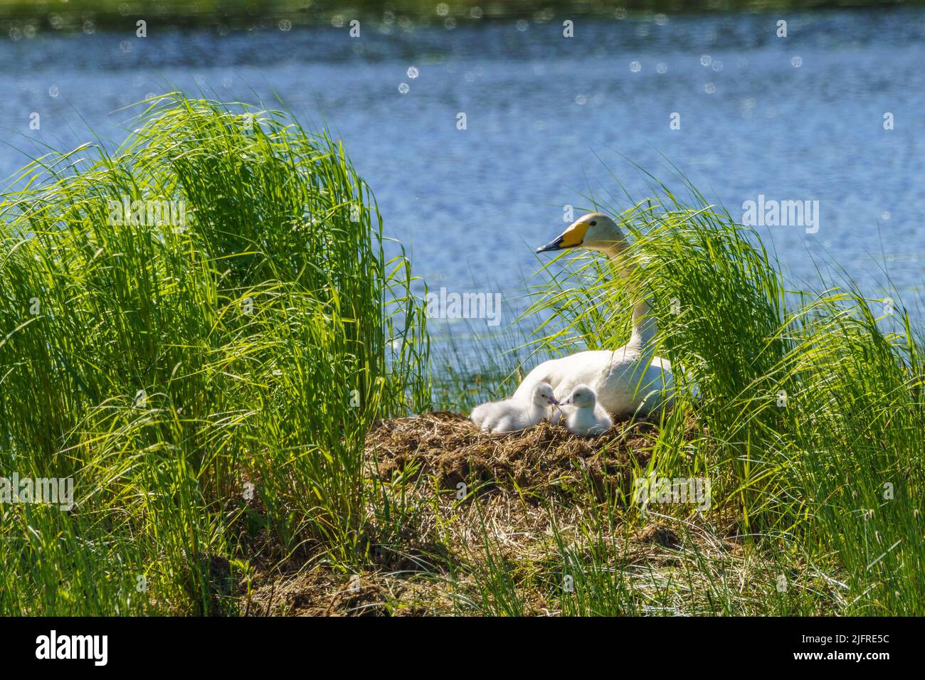 Singschwäne, Cygnus cygnus mit Küken am Nest in einem See, Landkreis boden, provinz norrbotten, Schweden Stockfoto