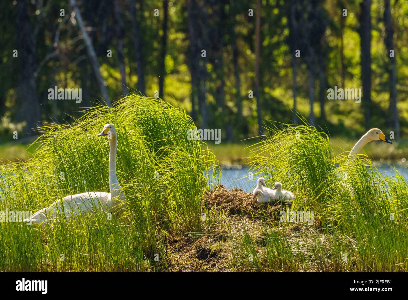 Singschwäne, Cygnus cygnus mit Küken am Nest in einem See, Landkreis boden, provinz norrbotten, Schweden Stockfoto