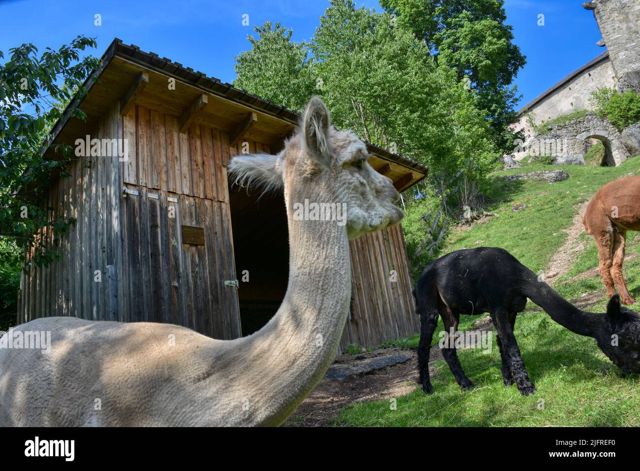 Alpaka, Tier, Pako, Kamelart, Wolle, Tier, Art, Huacaya, Suri, Fluchttier, Peru, Kamel, Stall, Fressen, Futter, Faser, Haar, gekräuselt, klein, niedli Stockfoto