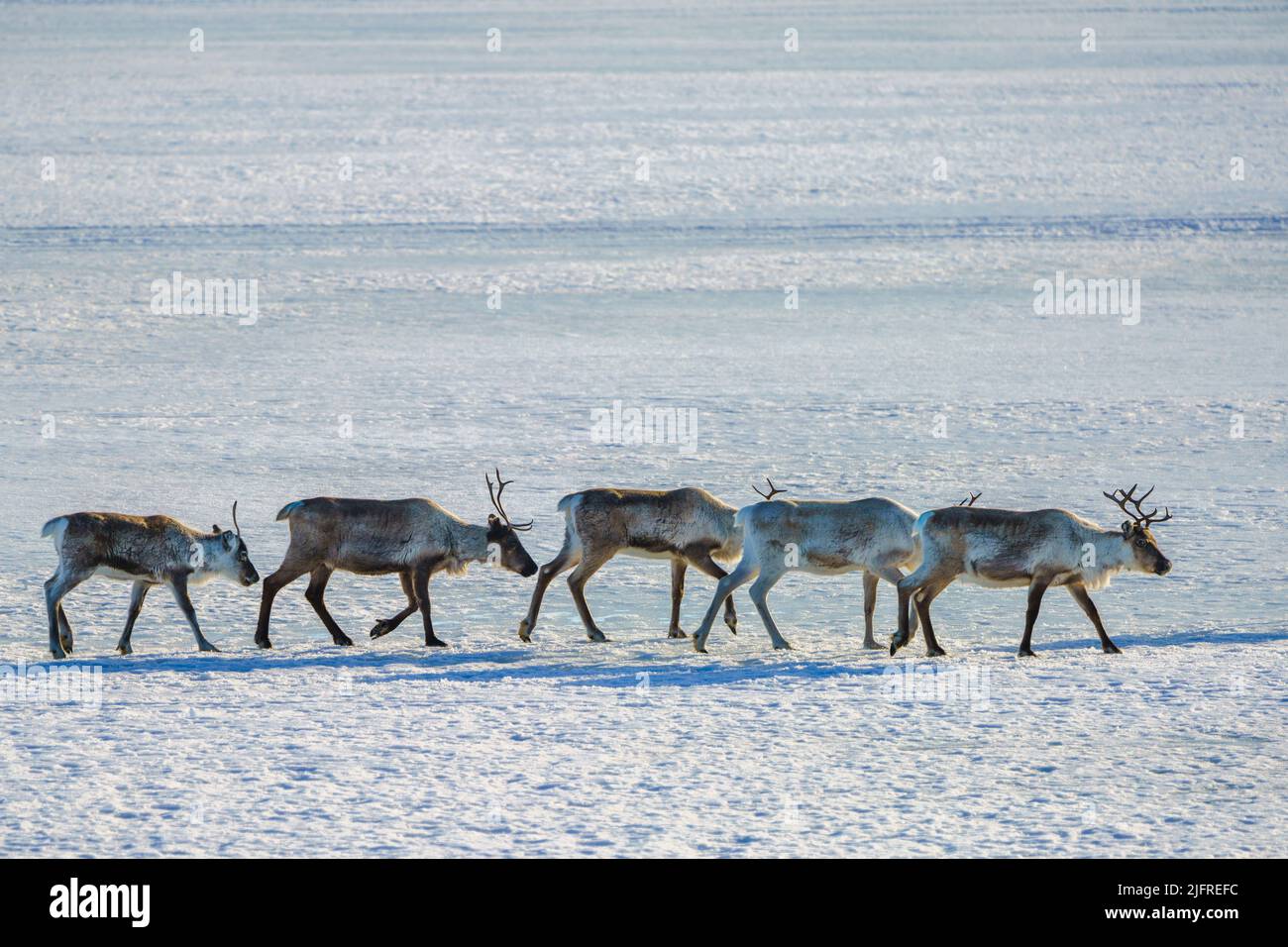 Fünf Rentiere, Rangers tarandus, der in einer geraden Linie auf einem gefrorenen See läuft, Jokkokk County, Schwedisch Lappland, Schweden Stockfoto