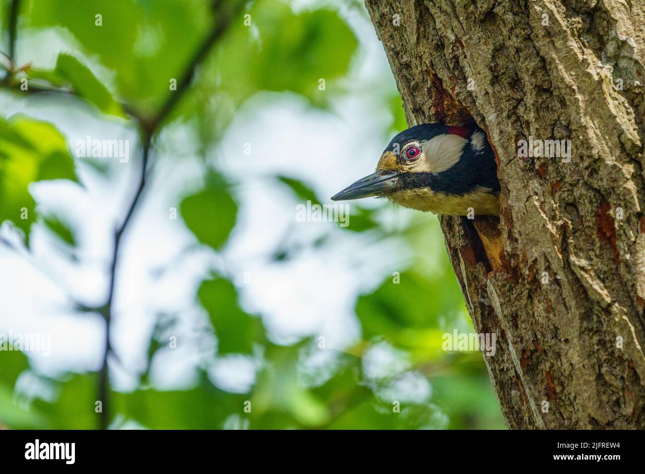 Buntspecht, Dendrocopos Major, der aus seinem Nest, Gnesta, Schweden, späht Stockfoto