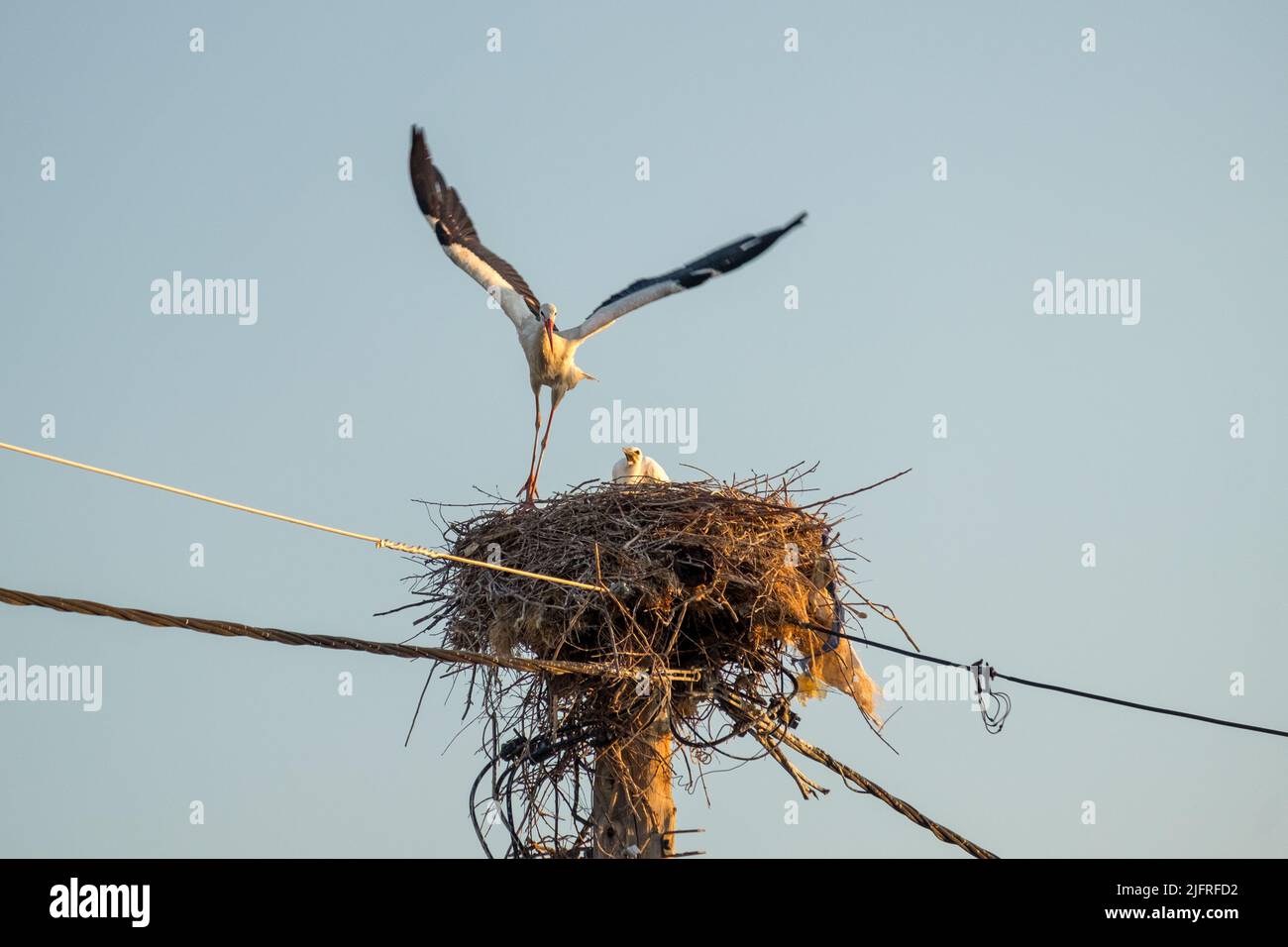 Storch fliegt weg, während der kleine Storch im Nest oben an der elektrischen Säule sitzt Stockfoto