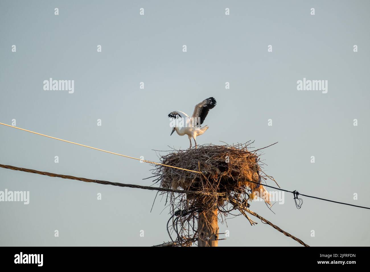 Storch öffnet seine Flügel und versucht, im Nest oben auf einer elektrischen Säule zu fliegen Stockfoto