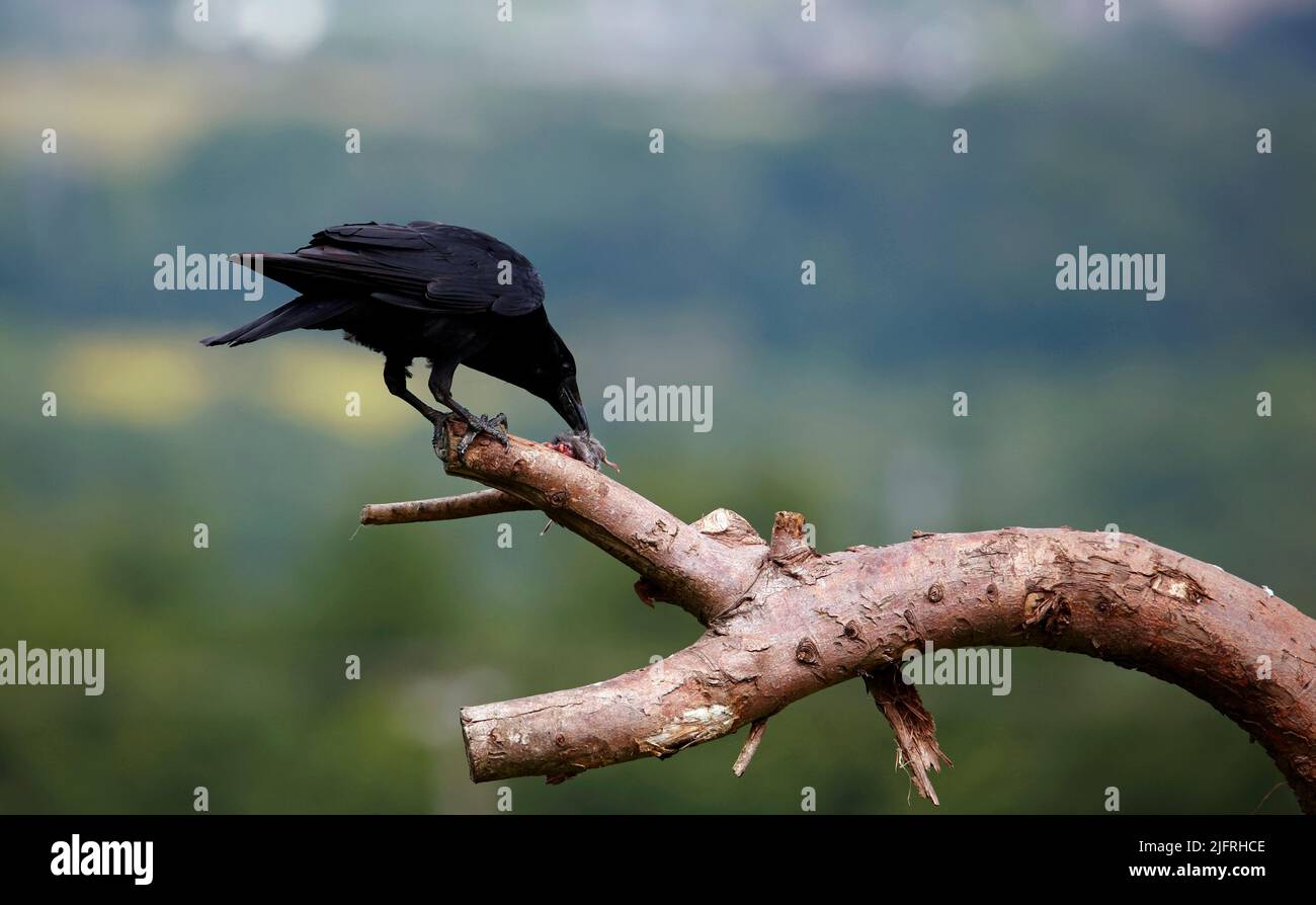 Aaskrähe, die mit einer Maus auf einem Ast thront Stockfoto