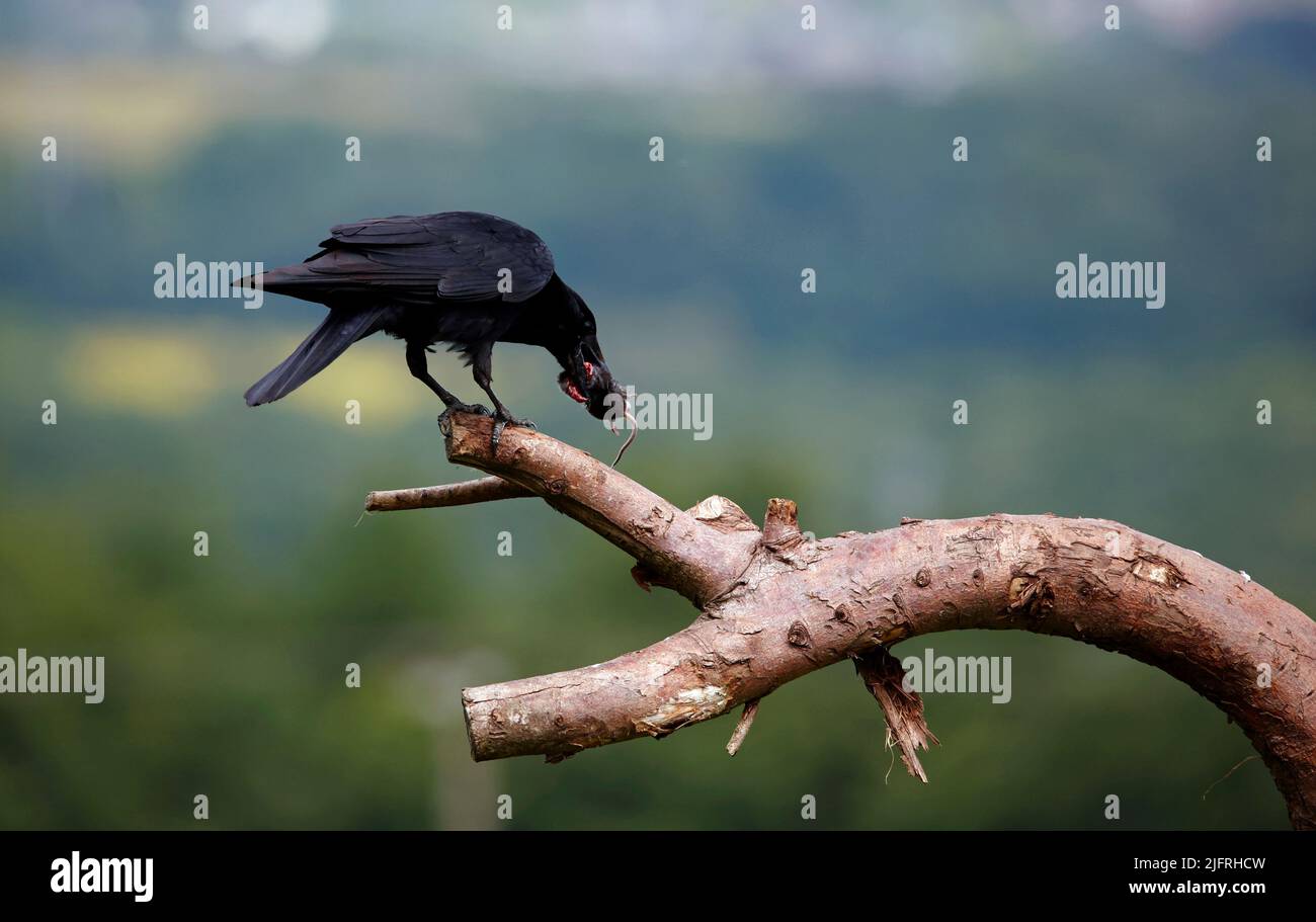 Aaskrähe, die mit einer Maus auf einem Ast thront Stockfoto