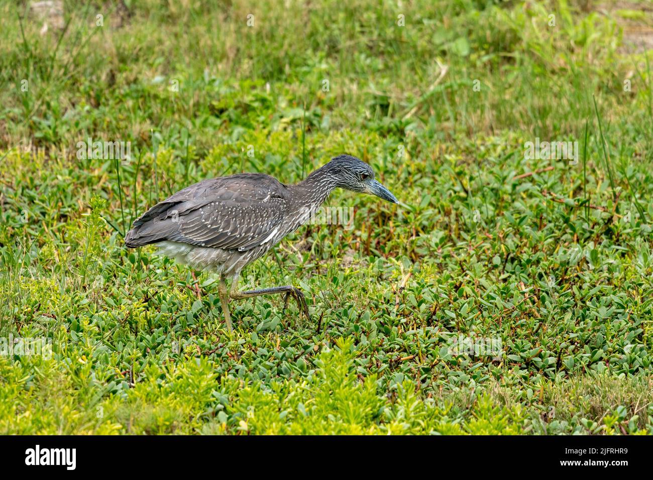 Ein unreifer, gelber Nachtreiher, der in der Vegetation des South Padre Island Birding Center, Texas, nach Beute jagt. Stockfoto