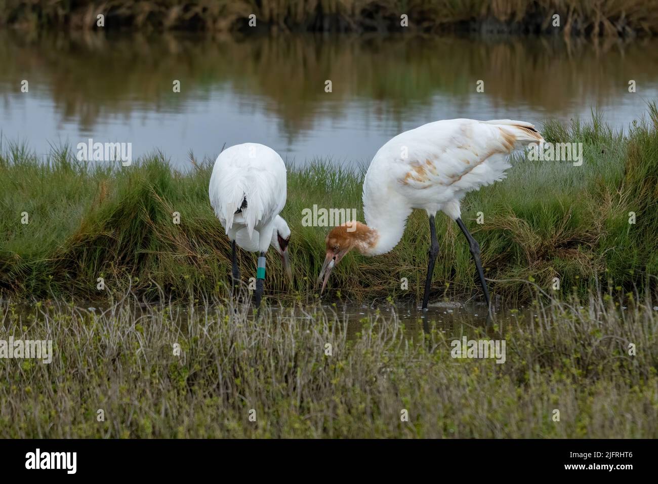 Ein junger Schreikranich, Grus americana, isst eine Krabbe im Aransas National Wildlife Refuge in Texas. Stockfoto