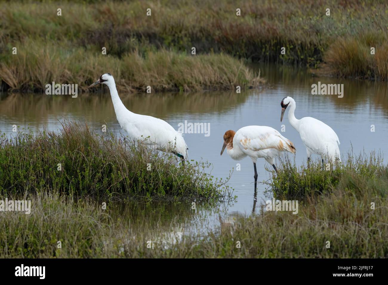 Eine Familie von Whooping Cranes, Grus americana, im Aransas National Wildlife Refuge. Der Jungvögel hat die rostige Färbung auf seinem Kopf, Hals und Stockfoto