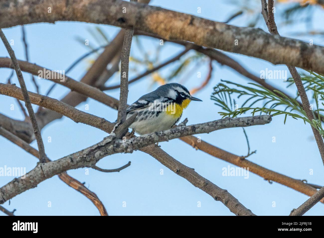 Ein Gelbkehlsänger, Setophaga dominica, in einem Baum im South Padre Island Birding Center in Texas. Stockfoto