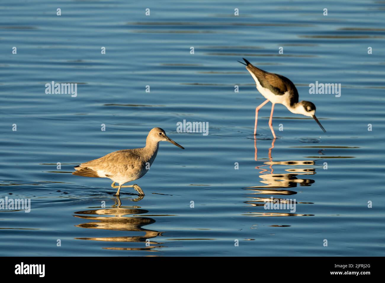 Ein Willet, Tringa semipalmata und ein Schwarzhalsstelz halten in der Laguna Madre auf South Padre Island, Texas, nach kleinen Beutetieren Ausschau. Stockfoto