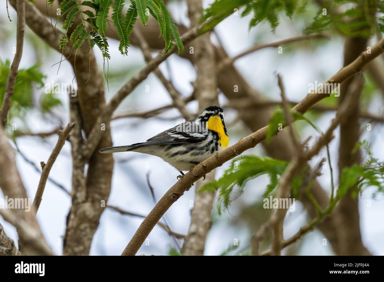 Ein Gelbkehlsänger, Setophaga dominica, in einem Baum im South Padre Island Birding Center in Texas. Stockfoto