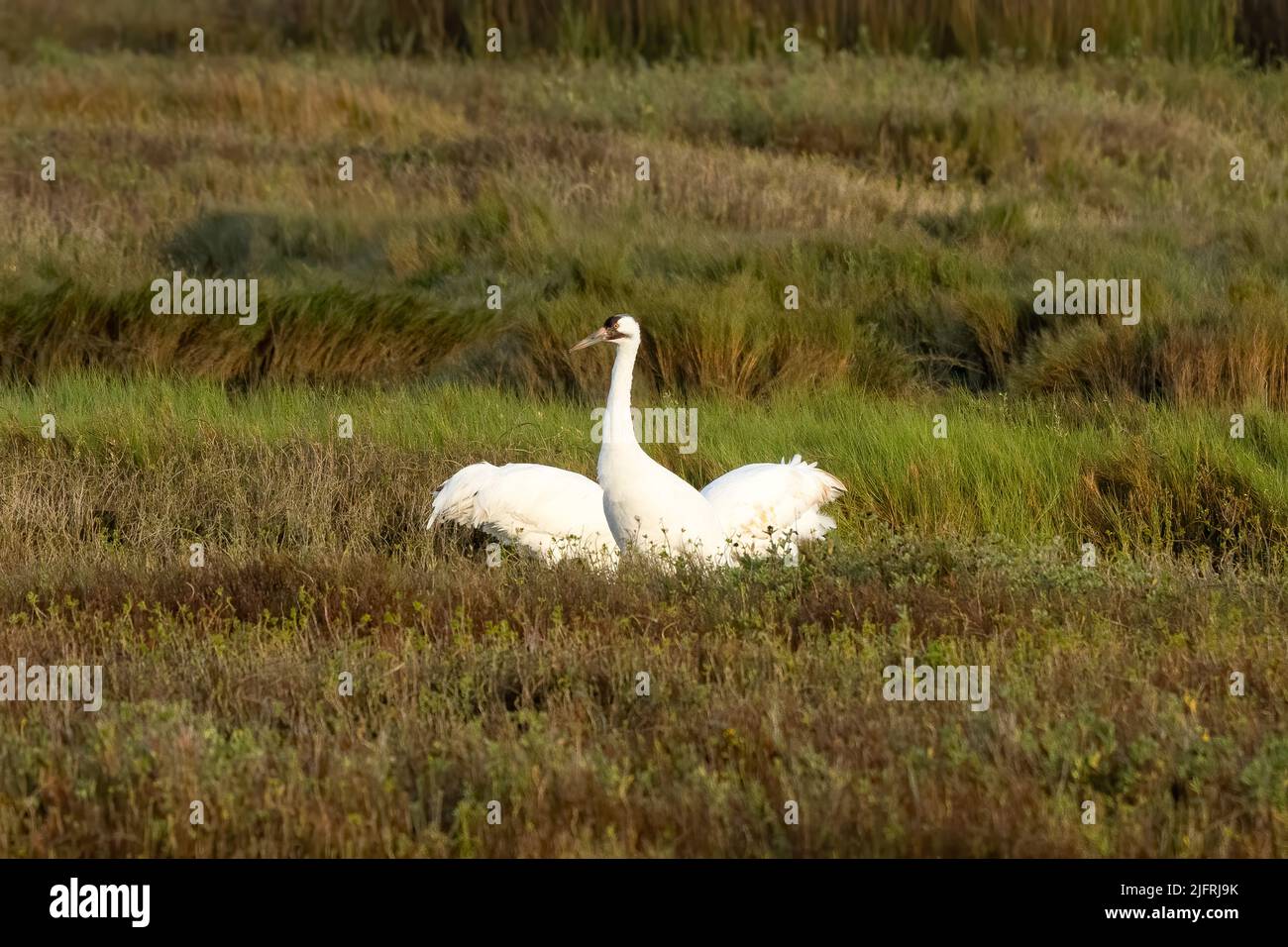 Eine Familie von Whooping Cranes, Grus americana, im Aransas National Wildlife Refuge. Der Jungvögel hat die rostige Färbung auf seinem Kopf, Hals und Stockfoto