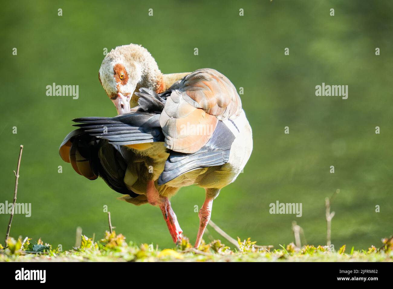 Eine Rückaufnahme einer ägyptischen Gans, die auf dem Gras steht und sich selbst gräut Stockfoto