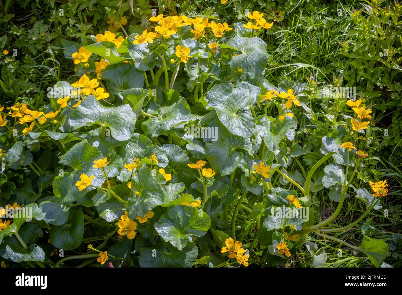 Die Ringelblume ist die Nationalblume der Färöer Stockfoto
