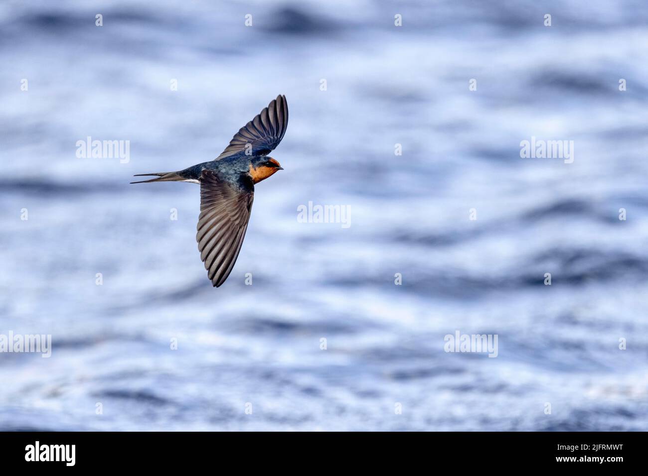 Willkommen Schwalbe im Flug über Wasser. Einwohner Neuseelands. Schnell fliegender Vogel von offenem Land und Seen. Gefunden in ganz Neuseeland., Credit:Robin B Stockfoto