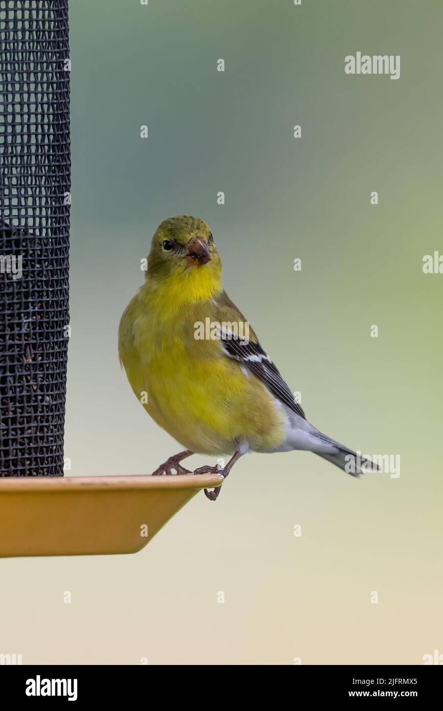 Ein Goldener Finch besucht meine Feeder im ländlichen Door County Wisconsin. Stockfoto