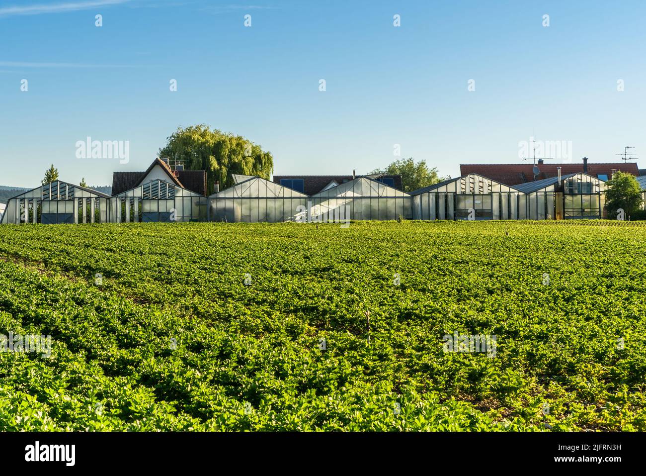 Gemüsefelder und Gewächshäuser auf der Insel Reichenau, Bodensee, Baden-Württemberg, Deutschland Stockfoto