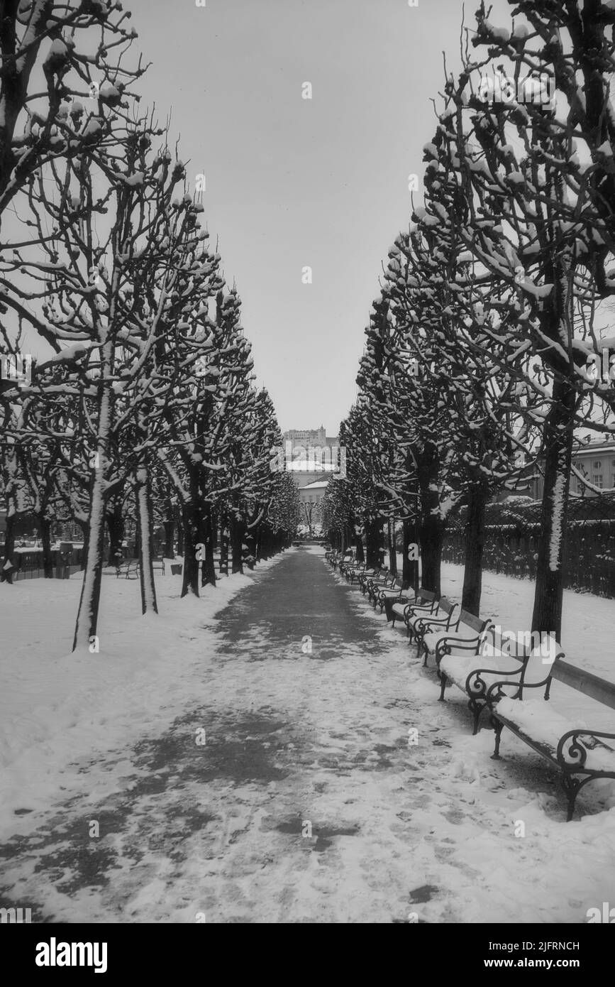 allee im mirabellgarten salzburg stadt im Winter mit schnee in schwarz/weiß Österreich, Stadt salzburg im Winter mit Schnee in schwarz und weiß Stockfoto