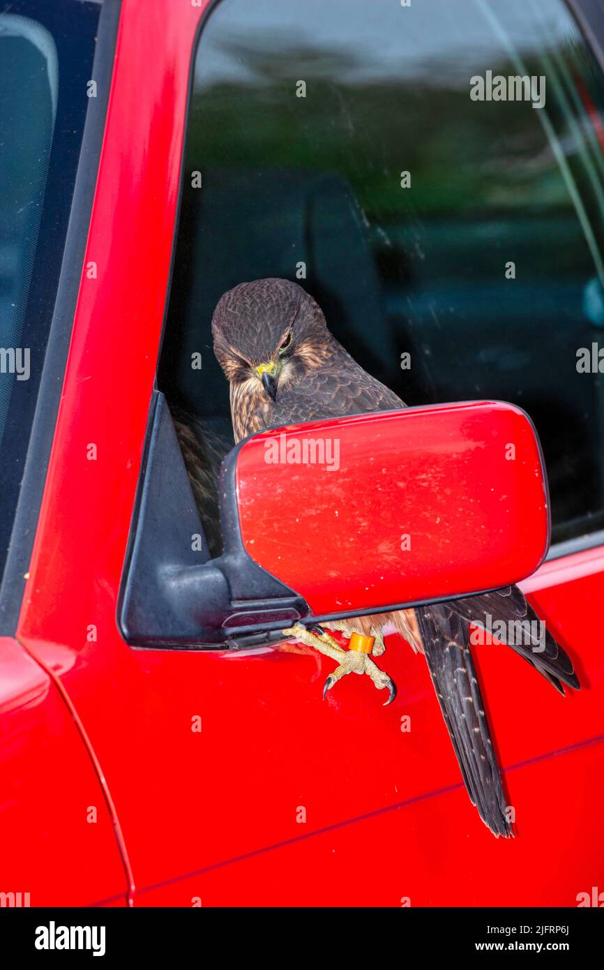 New Zealand Falcon (Falco novaeseelandiae) Ein wilder Falcon aus Neuseeland, der sich in Autoglügen oder Glasfenstern selbst fasziniert. Stockfoto