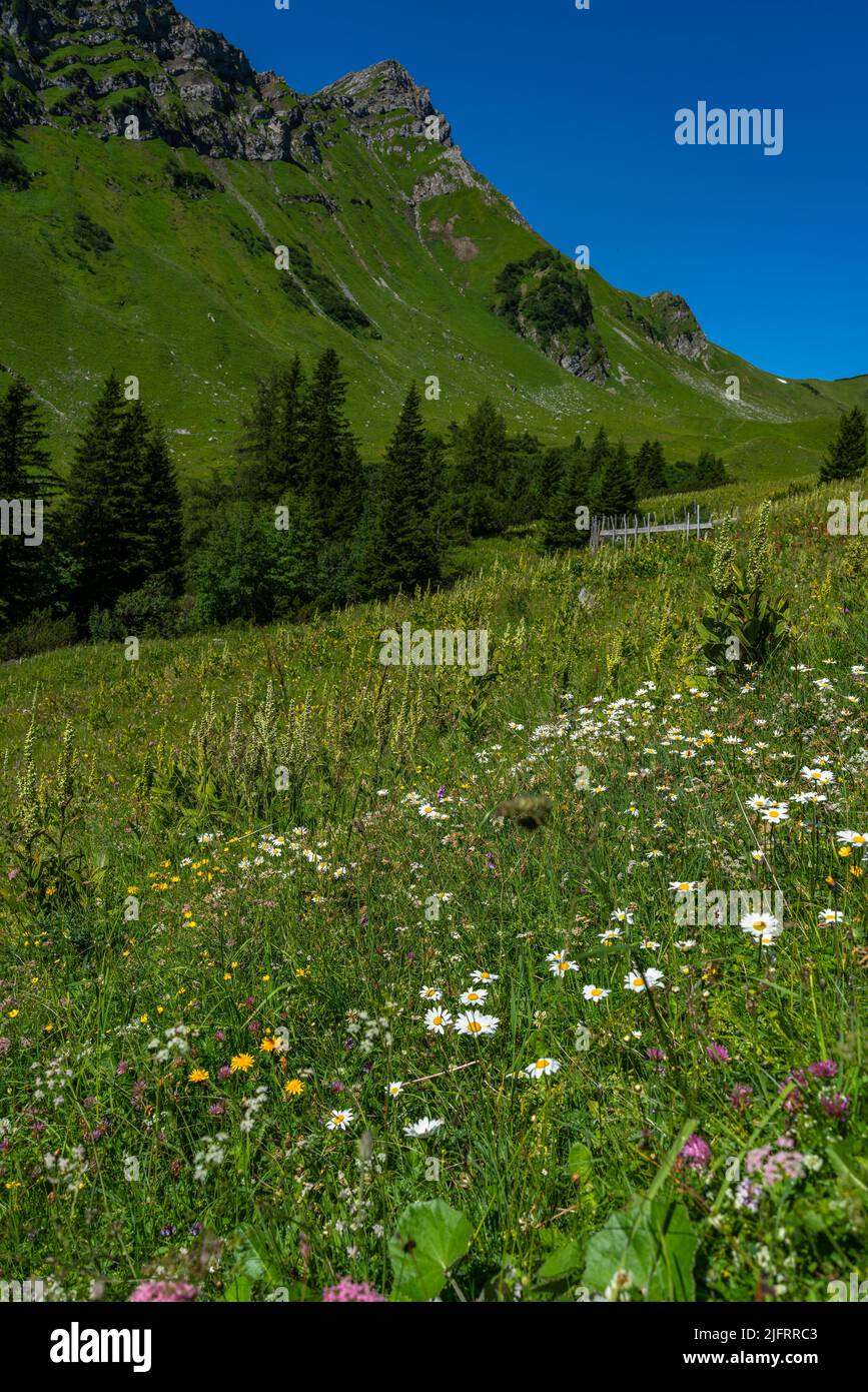 Viele verschiedene farbige Blumen auf den Almwiesen im Tal von Brand. Margeriten, Gänseblümchen, Arnika, Teufelskralle, Orchidee, Gelber Enzian Stockfoto