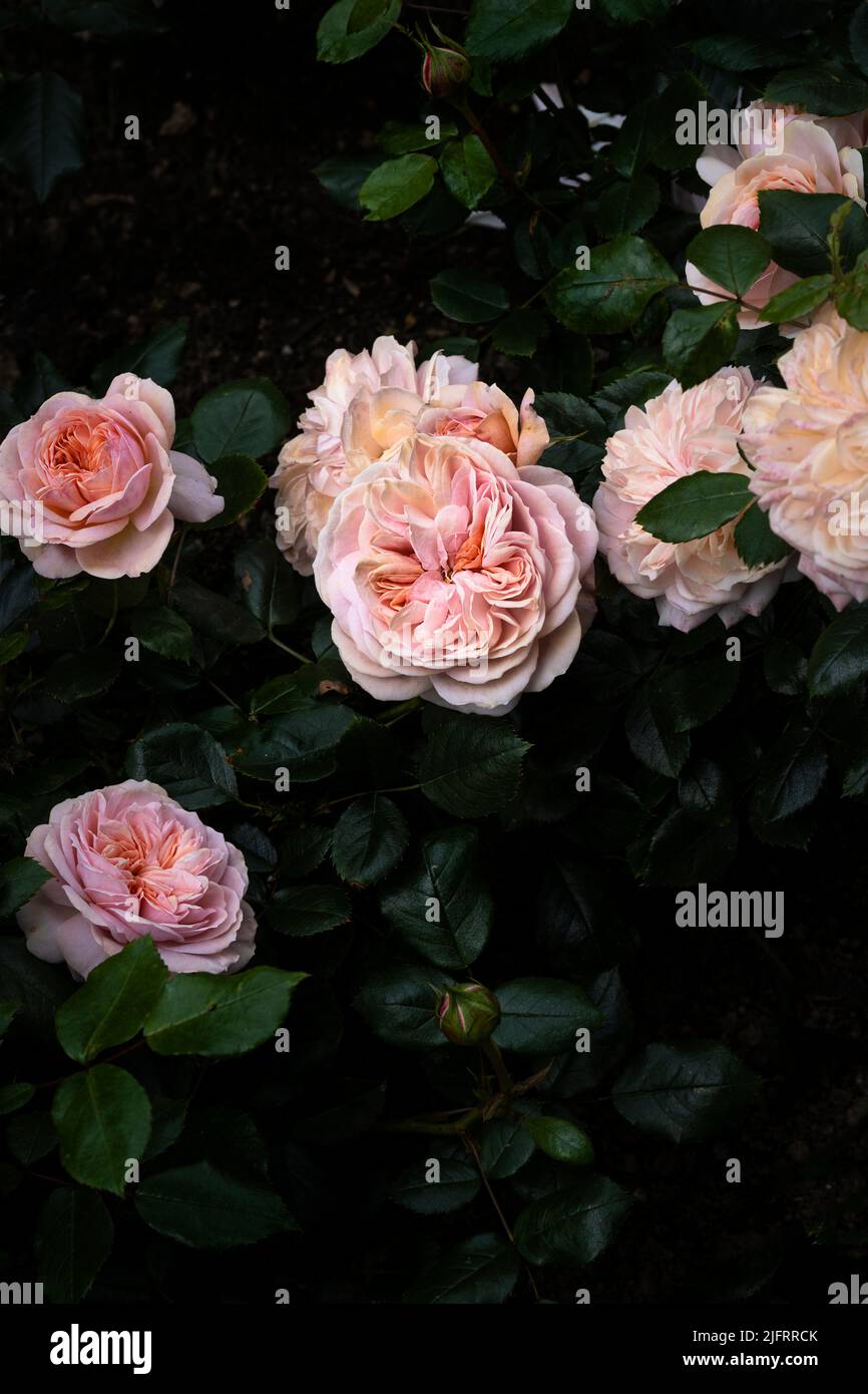 Rosa Joie de Vivre Korfloci eine süß duftende, hellrosa Floribunda-Rose, die in einem Garten in Newquay in Cornwall in Großbritannien wächst. Stockfoto