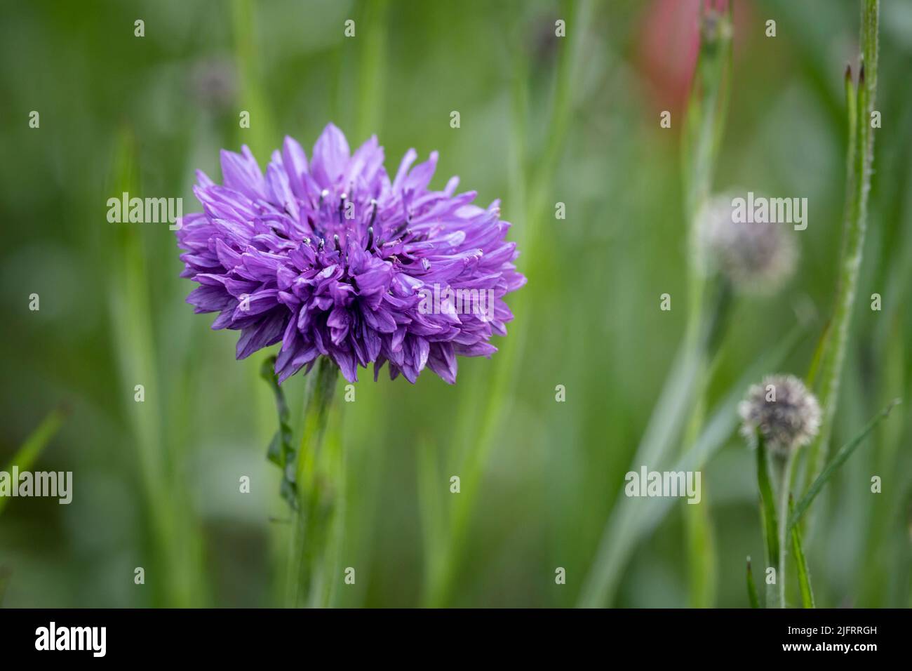 Nahaufnahme einer zartrosa Kornblume, die in einem Garten in Newquay in Cornwall in England wächst. Stockfoto