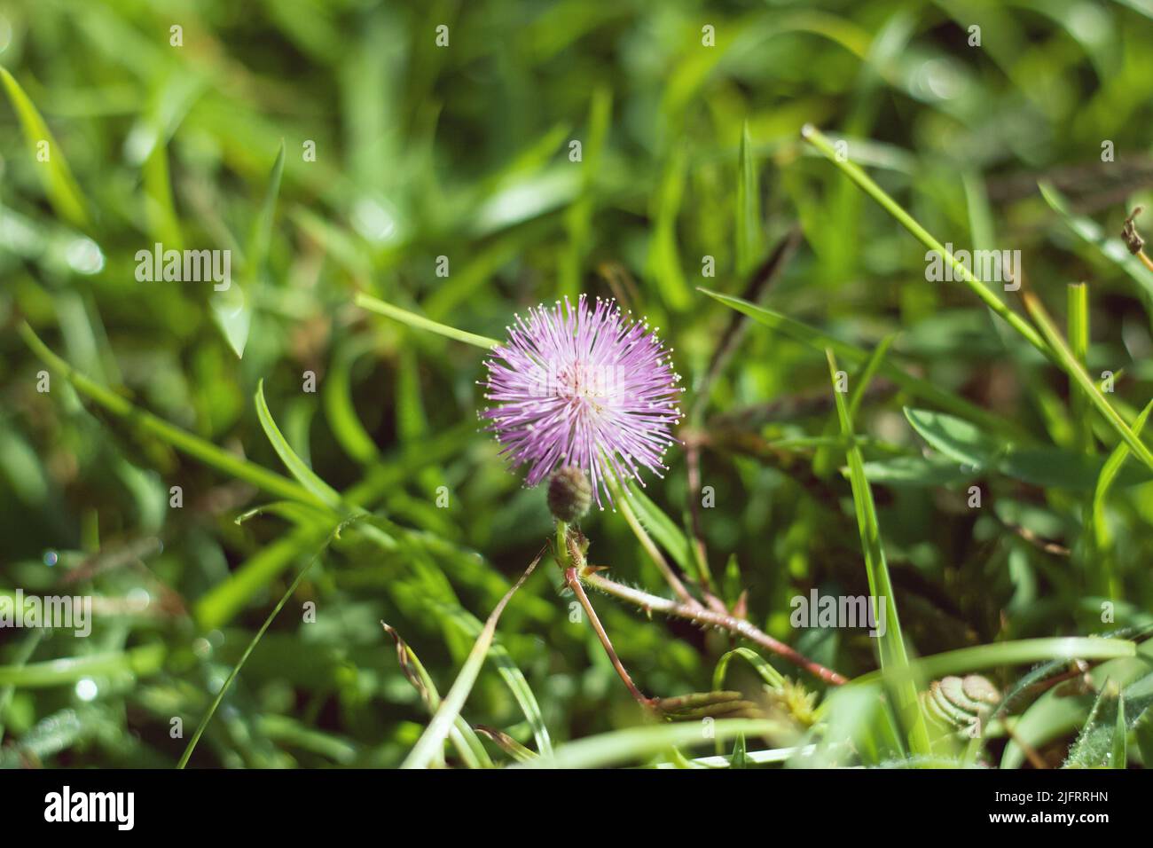 Violette Mimosa pudica, empfindliche dornige Pflanze Stockfoto