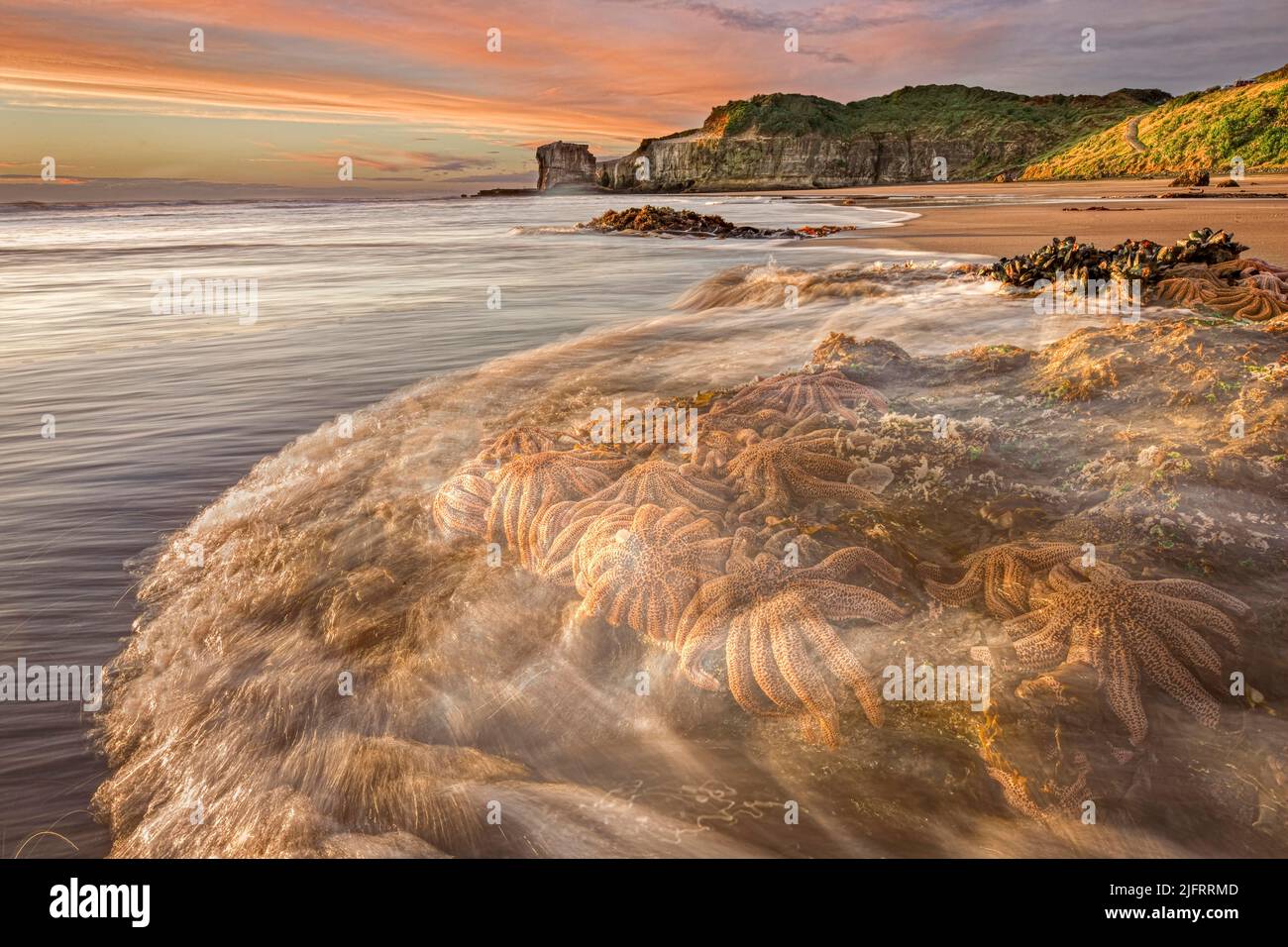 Ankommende Gezeiten wäschen über Seestern auf den Felsen, Maukaitia Bay Sunset, Muriwai, Auckland, Neuseeland, Kredit:Robin Bush / Avalon Stockfoto