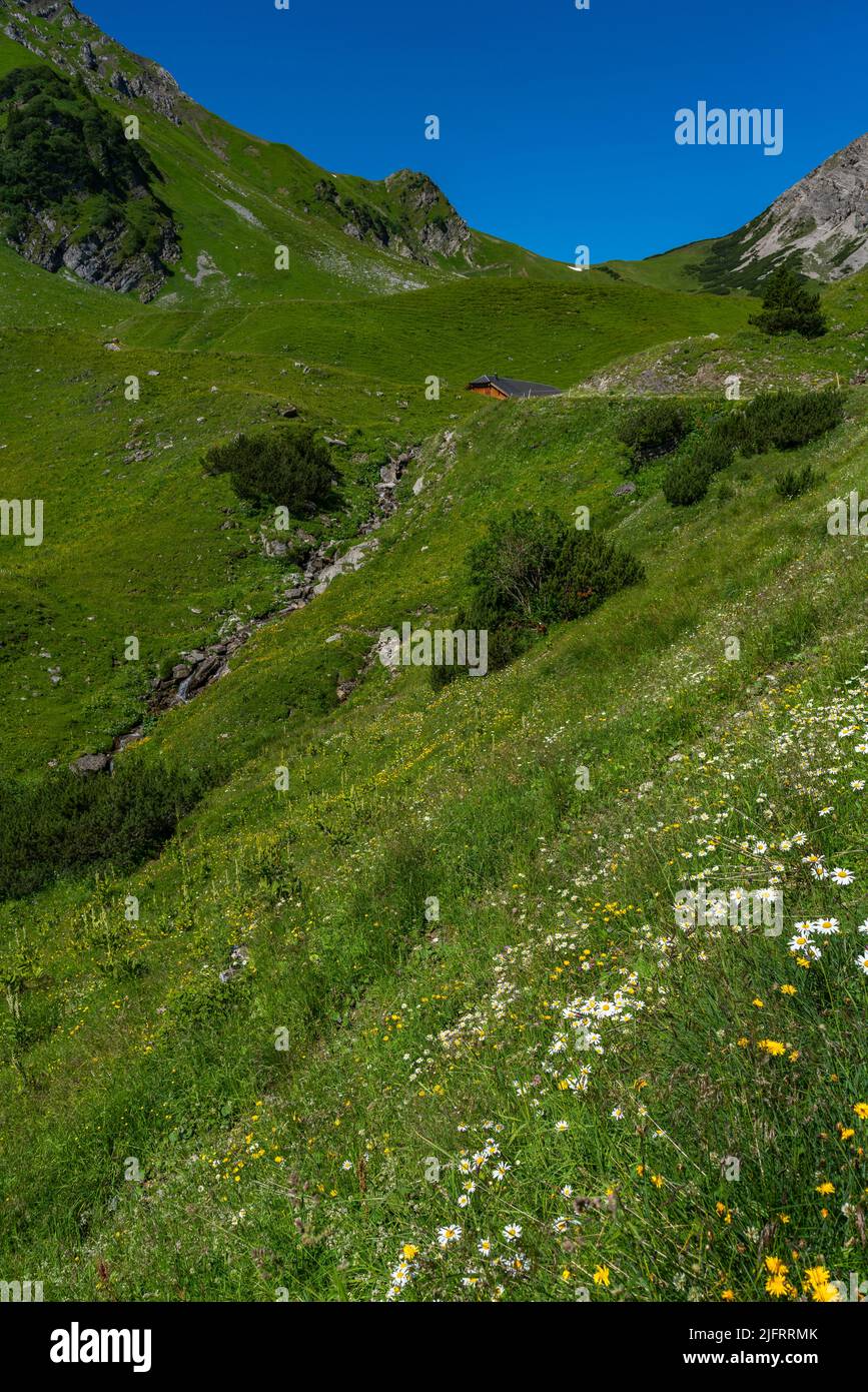 Viele verschiedene farbige Blumen auf den Almwiesen im Tal von Brand. Margeriten, Gänseblümchen, Arnika, Teufelskralle, Orchidee, Gelber Enzian Stockfoto