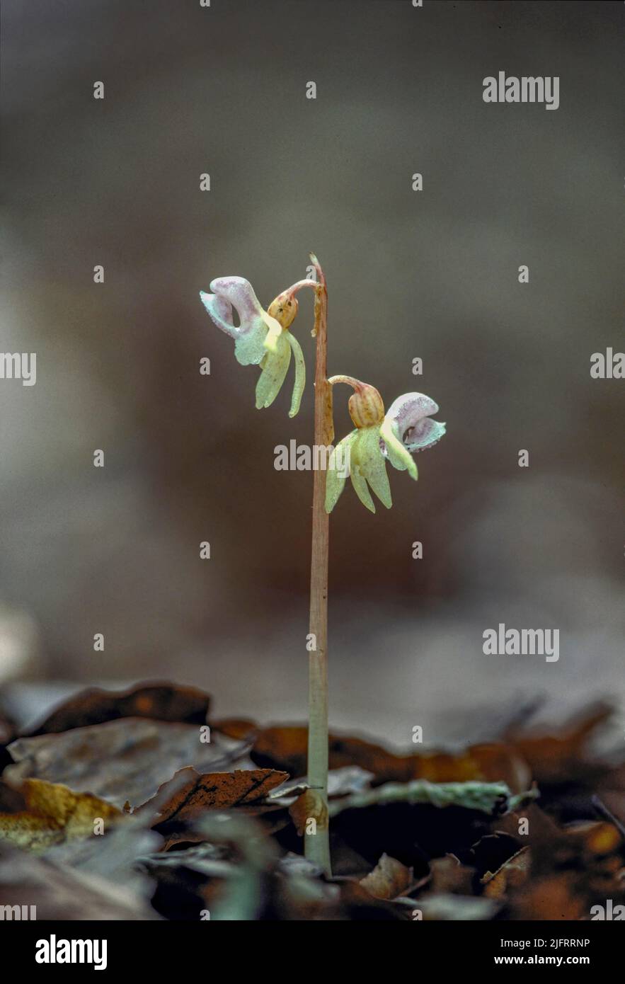 Geisterorchidee (Epipogium aphyllum) Marlow, Buckinghamshire, Großbritannien. Fotografiert im Jahr 1985, einer der letzten Ghost Orchids, die in Großbritannien bis zur Rediskov gesehen wurden Stockfoto